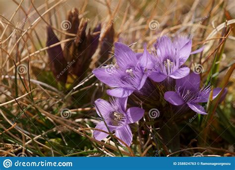 Mountain Purple Dwarf Flower German Gentian Gentianella Germanica