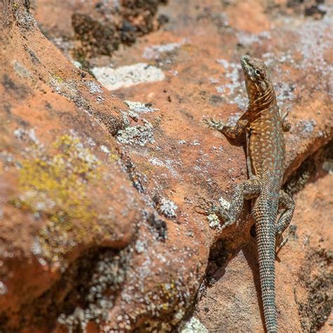 Male Side Blotched Lizard In Breeding Colors Near St George Utah