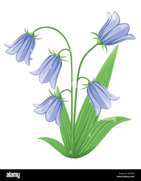 Bell Flowers Campanula Hand Drawn Vector Illustration Of Blue Bell