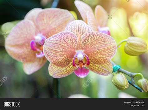Orchid Nature Image And Photo Free Trial Bigstock
