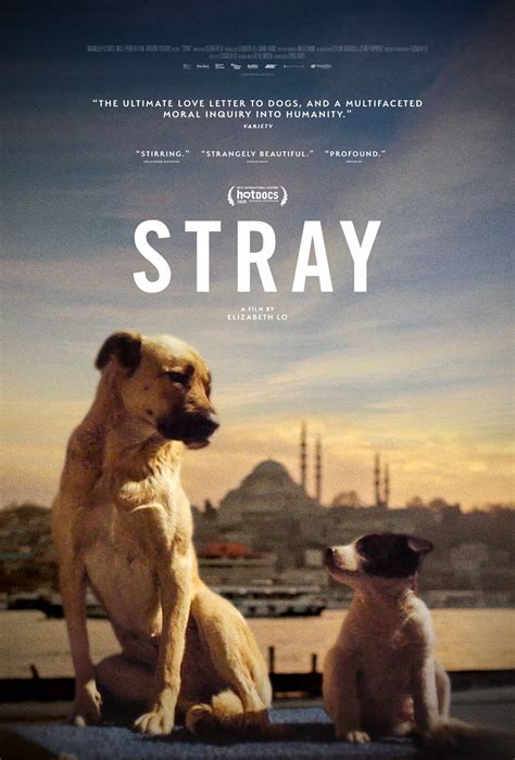 Virtual Cinema Goes To The Dogs With The New Istanbul Set Documentary
