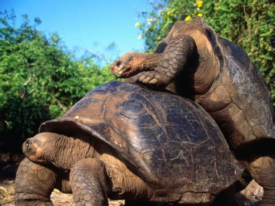 Like many animals near the equator, galapagos penguins breed year round. Top Ten Myths about Animals and some that might be true ...