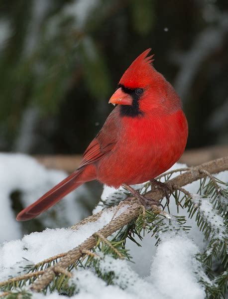 A Collection Of Cardinals In The Snow Martin Belan