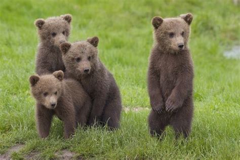Best Friends Four Cute Brown Bear Cubs 13195839 Framed