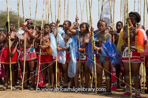 Photos And Pictures Of Zulu Maidens Deliver Reed Sticks To The King Zulu Reed Dance At