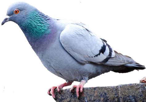 Pigeon Png Transparent Image Download Size 975x687px