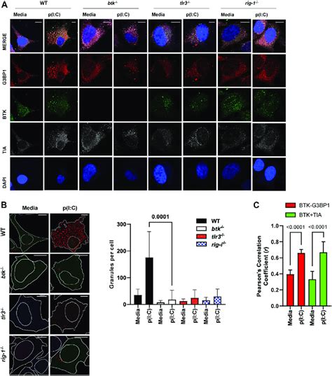 G3bp1 Mediated Stress Granule Formation During Pic Stimulation Is