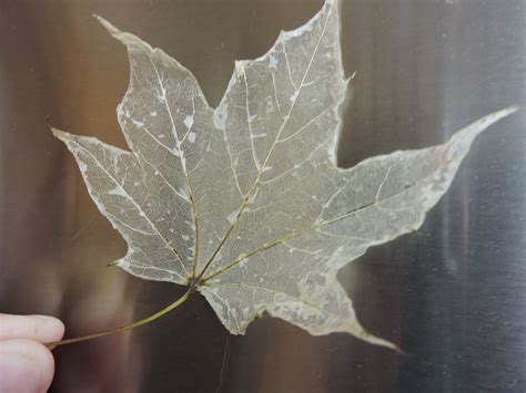 How To Make Skeleton Leaves A Fun Project With Nature Leaf Crafts