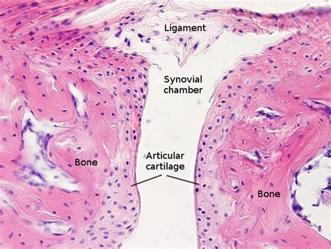 Histology Of Hyaline Cartilage