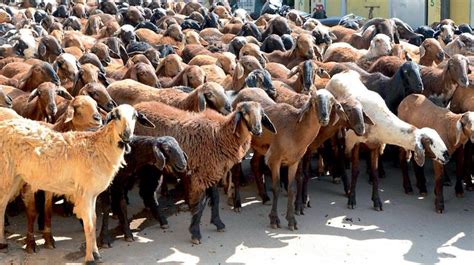 Bakrid Amid Outbreak Price Of Sacrificial Goats Drop