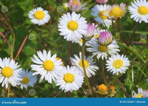Marguerites Stock Photo Image Of Beauty Daisy Floral 53173260