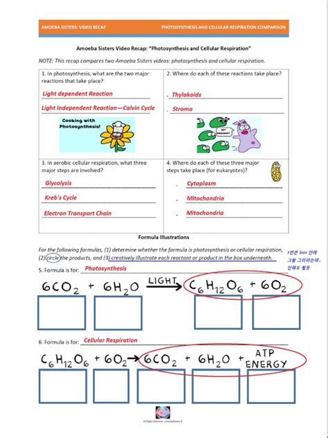 Photosynthesis and cellular respiration