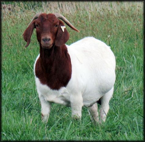 Boer Goats For Sale In Iowa From Trickman Boer Goats