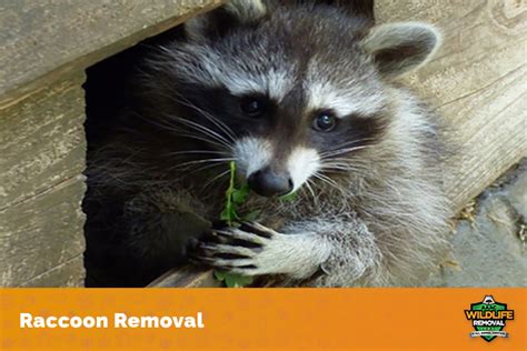 What Types Of Damage Can Raccoons Cause Aaac Wildlife Removal