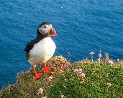 Everything You Need To Know About Where To See Puffins In Iceland