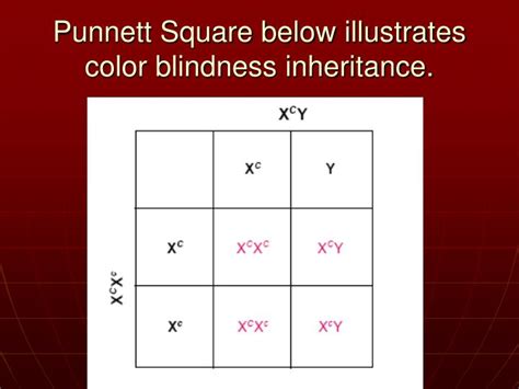 Study the drawings for the sake of understanding then memorize the logic behind every ratio. Concept 70 of Color Blind Punnett Square Example | ericssonmobilephoneringtone