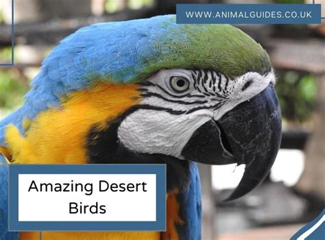 16 Amazing Desert Birds Around The World Animal Guides