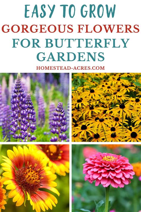 19 Best Flowers For Butterfly Gardens Flowers That Attract