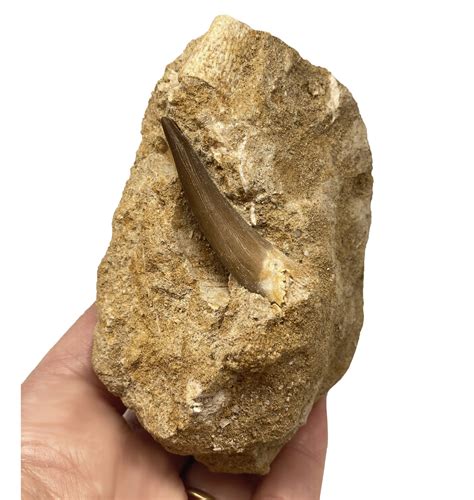 Fossils For Sale Fossils Cretaceous Plesiosaur Loch Ness Monster Tooth From Morocco