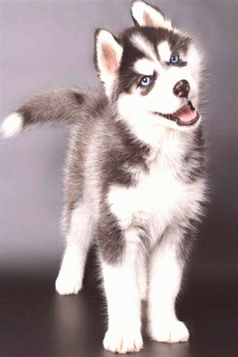 Cute White Siberian Husky Puppies With Blue Eyes Information Zone
