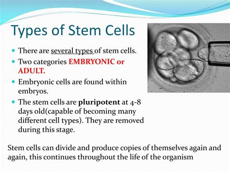 Ppt Stem Cell Research Applications Powerpoint Presentation Free