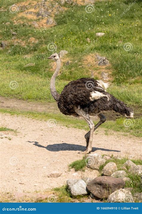 Common Ostrich Struthio Camelus Bird Walking Outdoors Stock Photo