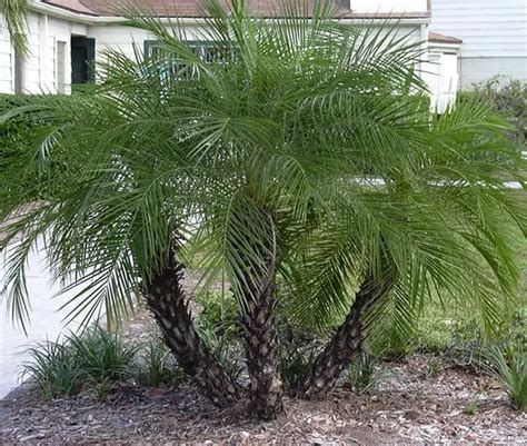 How To Grow The Pygmy Date Palm Tree Phoenix Roebelenii