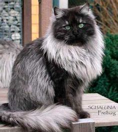 Looking for a cool nickname for your sassy kitty? 1000+ images about I love my Siberian cat on Pinterest ...