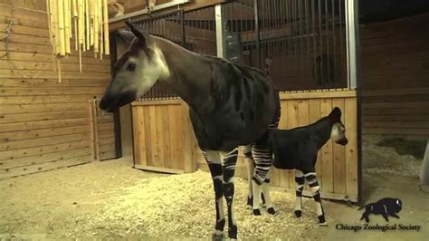 Cute Okapi Calf Born At Brookfield Zoo Youtube