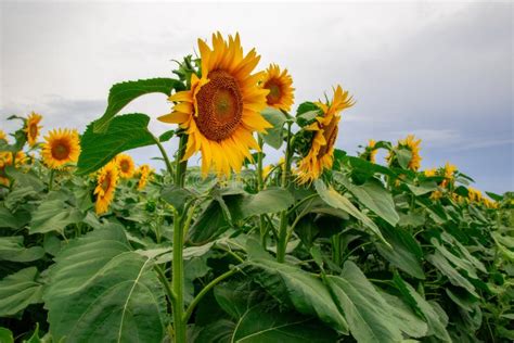 Sunflower In A Field Of Sunflowers Under A Blue Sky Stock Image Image