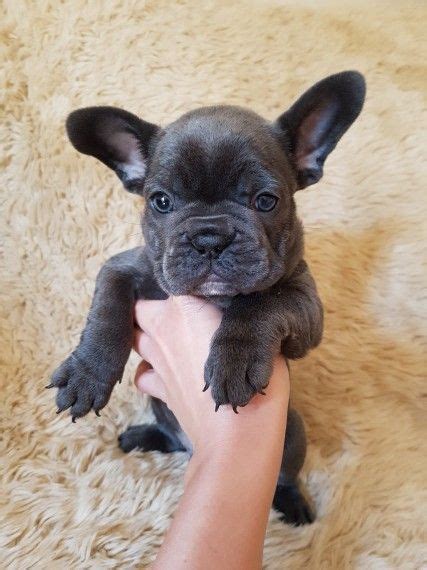 Sired by mr tiny at tys frenchies uk. French Bulldog Puppies For Sale | St. Louis, MO #224843