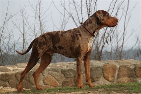 Catahoula Leopard Dog Breeders In The Usa With Puppies For Sale Puppyhero