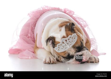 Female English Bulldog Wearing Pink Tutu On White Background Stock