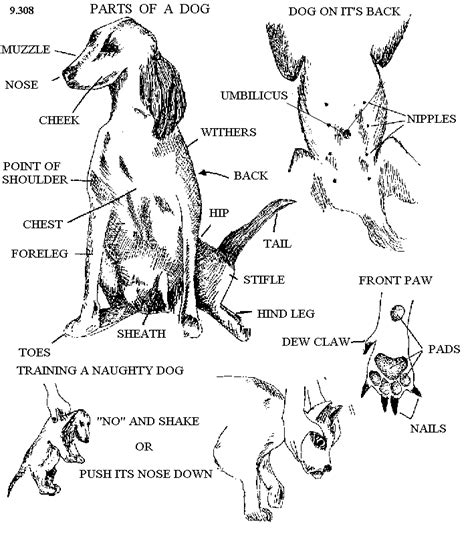Different types of birds in english. Lose fat not muscle, female dog parts of the body