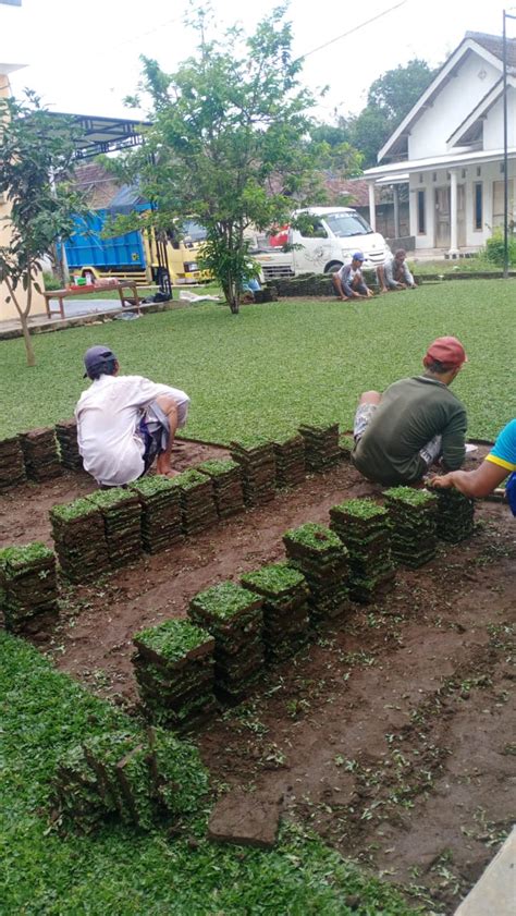 Taruna aduka 78 684 views7 months ago. RUMPUT GAJAH MINI BATU MALANG PESAN DARI LAHAN KAMI TAHUN ...