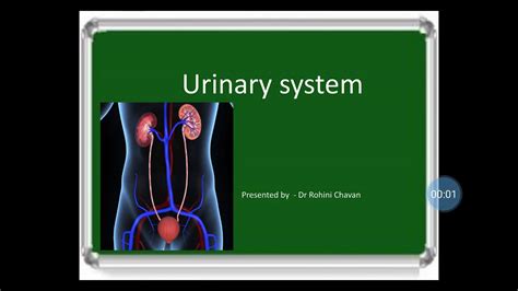 Part 3 Anatomy And Physiology Of Urinary System By Dr Rohini Chavan