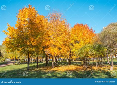 Maple Trees In The Park In Autumn Stock Photo Image Of Nature