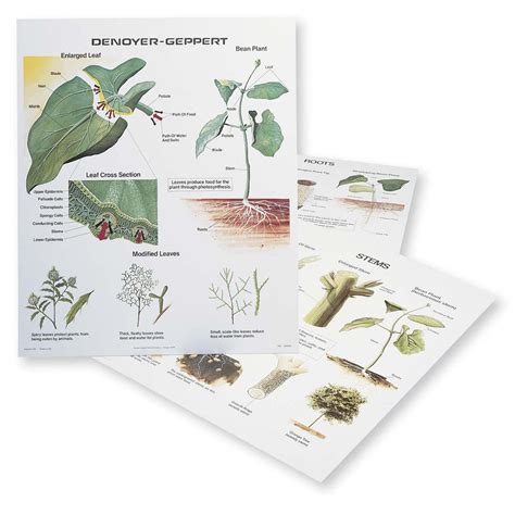 1025 13 Plant Morphology Wall Charts Set Of Three Denoyer Geppert