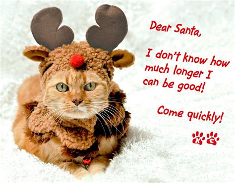 This Just Made My Heart All Fuzzy Christmas Cat Humor Meowy Christmas