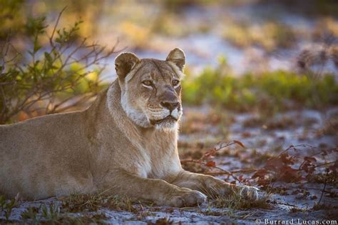 Burrard Lucas African Wildlife Panther Lions 1 Passion Diy Dog