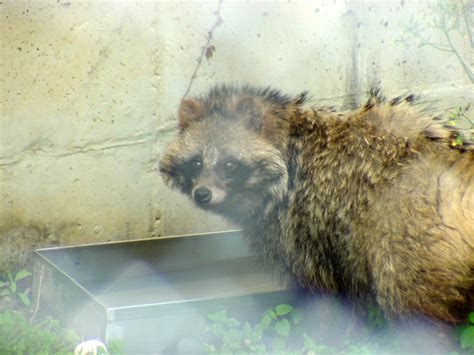 Korean Raccoon Dog Daejeon Zooland Image Only