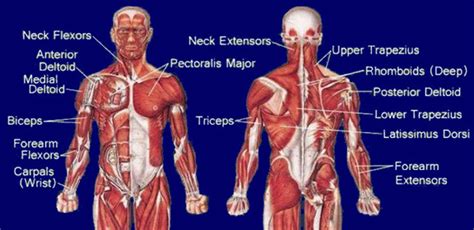 Anatomy of human back muscles, with ways to remember muscle names and actions. Create Your Own Workout - Part 4: Categorizing Movement — SAPT