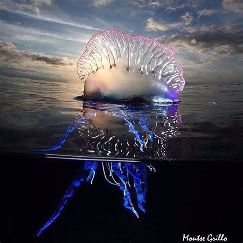 Portuguese man o'war are different than other jellyfish because they live on the ocean surface. Photo by @montsegrillo The Atlantic Portuguese man o' war ...