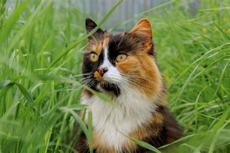 Tricolor Cat Sitting In The Grass On The Hunt Waiting For Prey Stock
