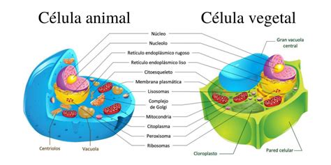 Las Partes De Una Celula Eucariota Dinami