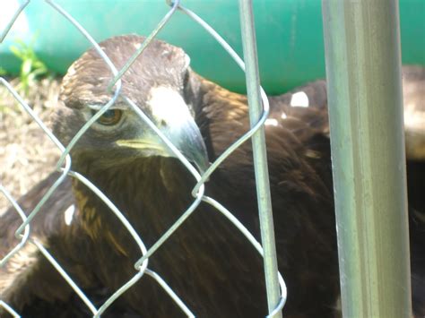 golden eagle at Berkshire Bird Paradise Sanctuary | Bald eagle, Golden
