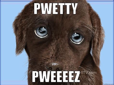Puppy Dog Eyes Please Meme
