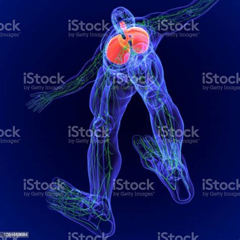 3d Illustration Human Lymph Nodes Anatomy Stock Photo Download Image