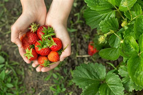 les 10 meilleures variétés de fraisiers à cultiver gamm vert