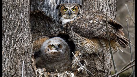Images Of Owls Nest Two Unfledged Baby Great Horned Owlets In A Large
